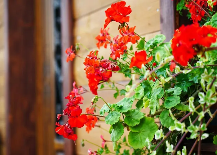 Babosko 아파트 리마프스카 소보타